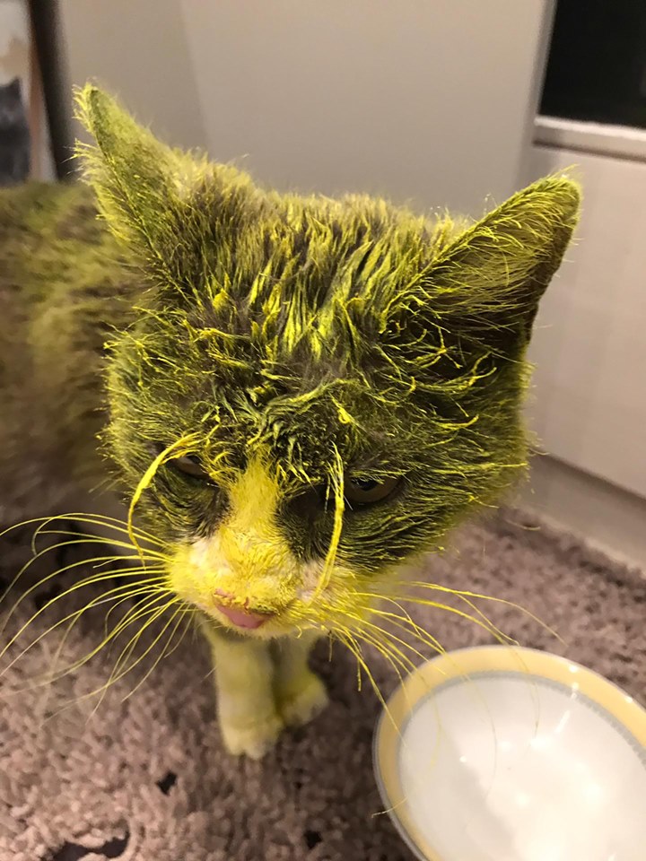 gatto con vernice gialla