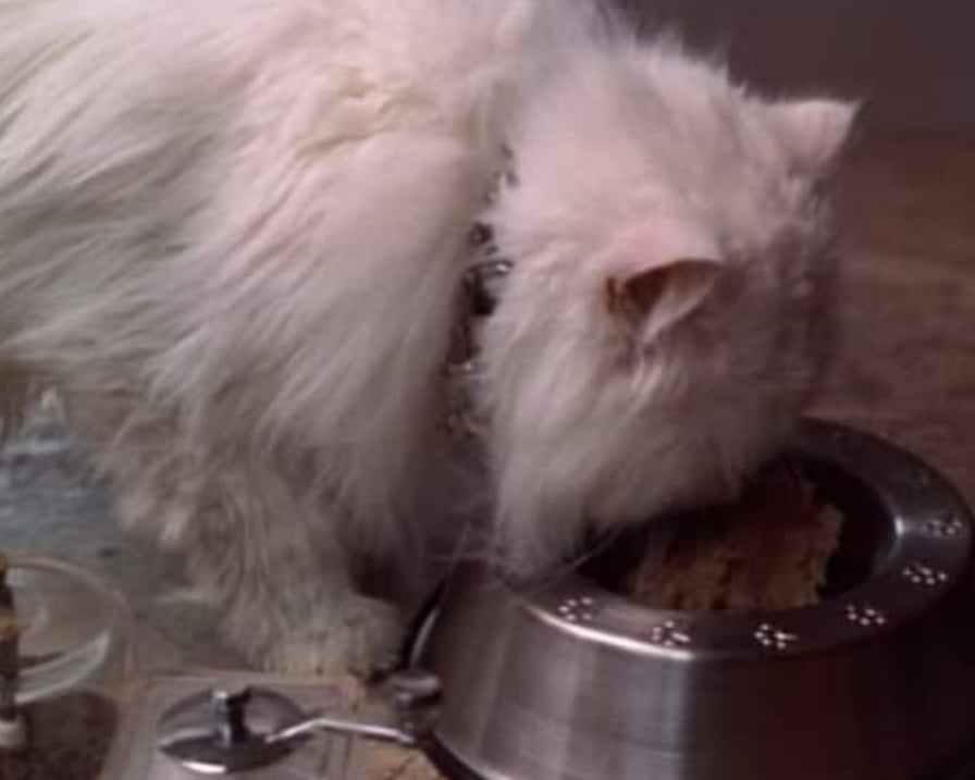 gatto mangia dalla ciotola