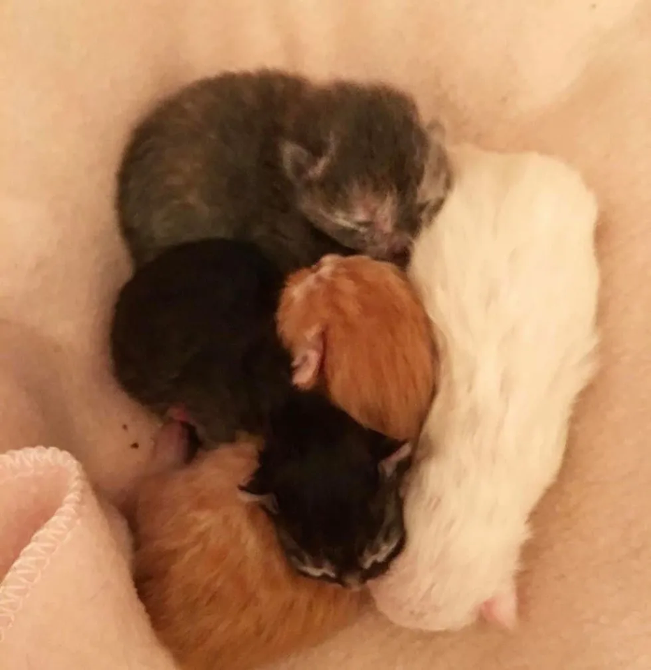 quattro cuccioli di gatto