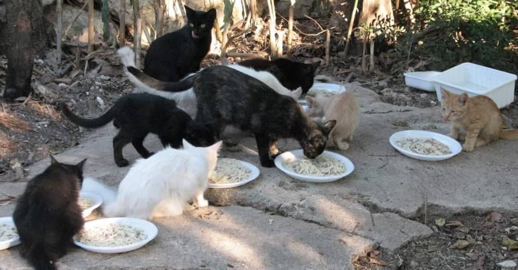 colonia di gatti si sfama