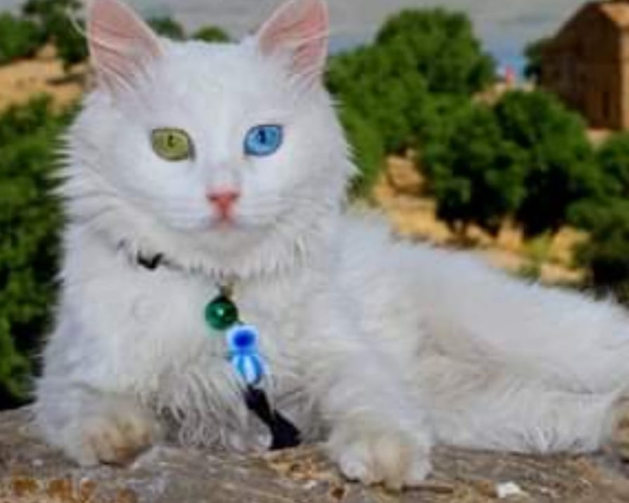 spak il gatto piu bello del mondo 2019