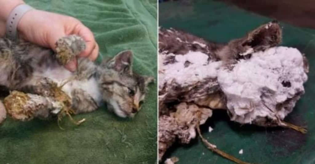 Gatto trovato dentro un bidone con la schiuma indurente, salvato in extremis