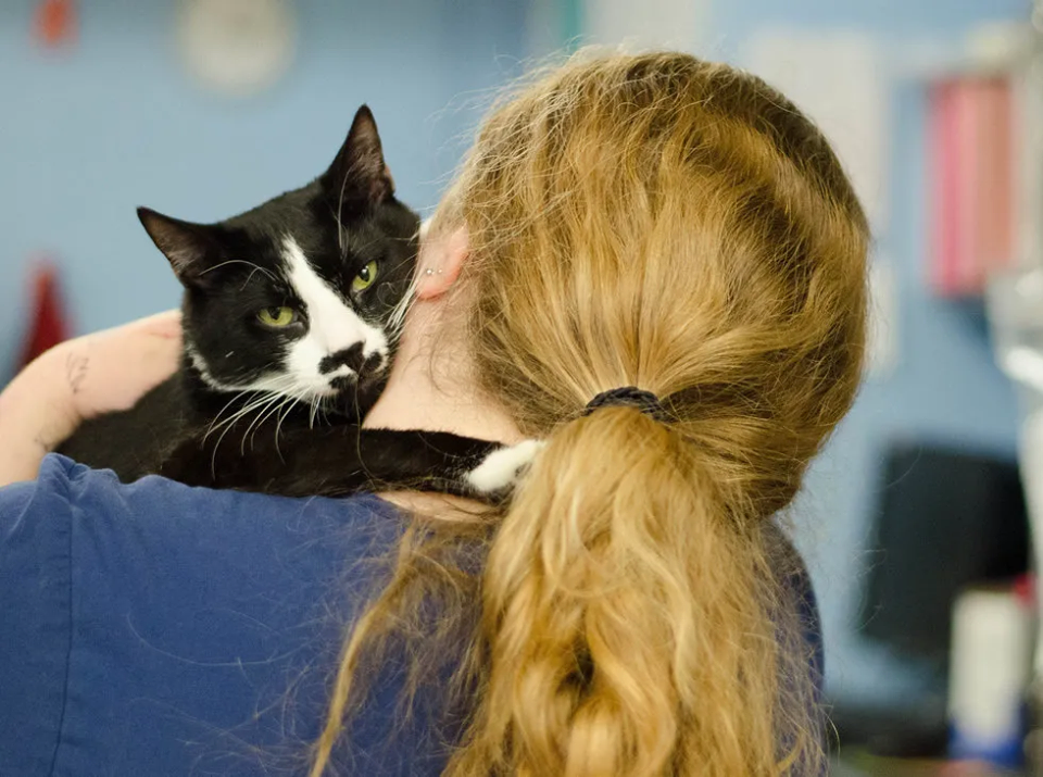 gatto abbraccia donna