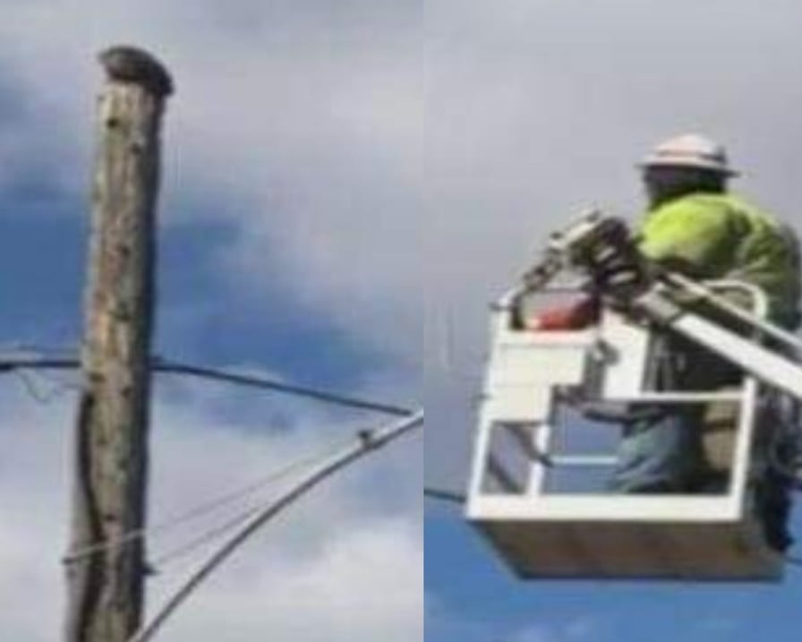 gatto sul palo del telefono