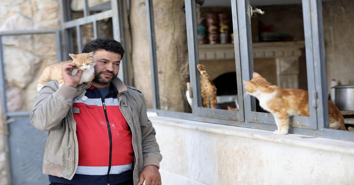 Aleppo: i gatti salvati dalla guerra grazie ad un uomo