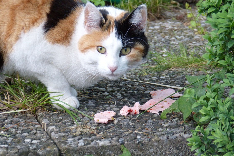 Gatti-anziani-alimentazione