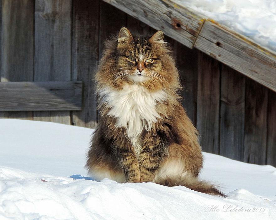 Bellissimo gatto siberiano