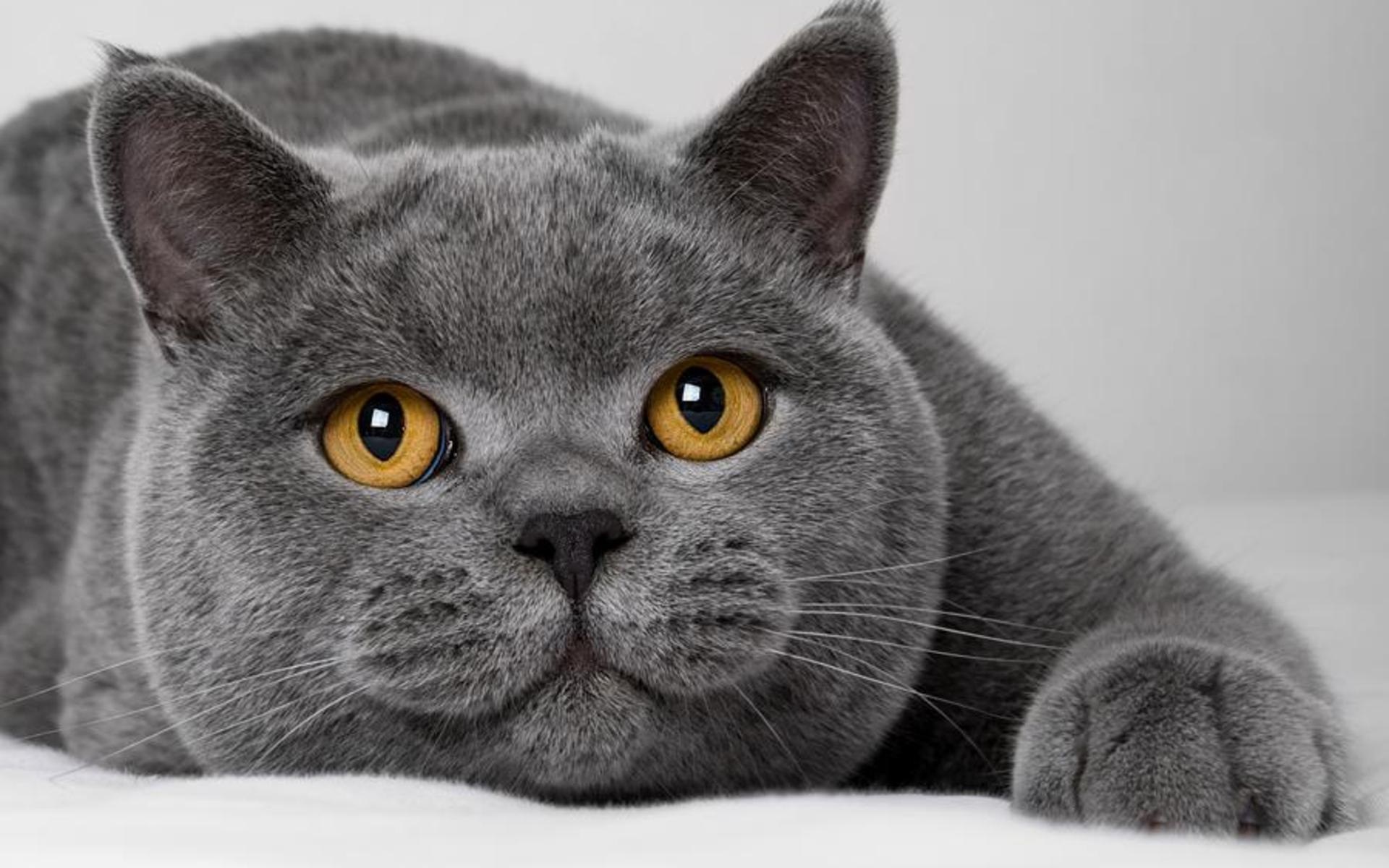 gatto grigio