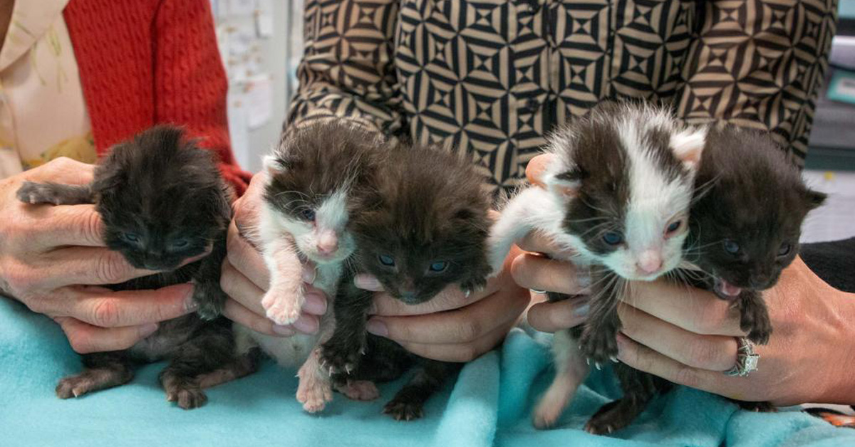 Cinque cuccioli di gatto viaggiano per 700 Km aggrappati ad un camion