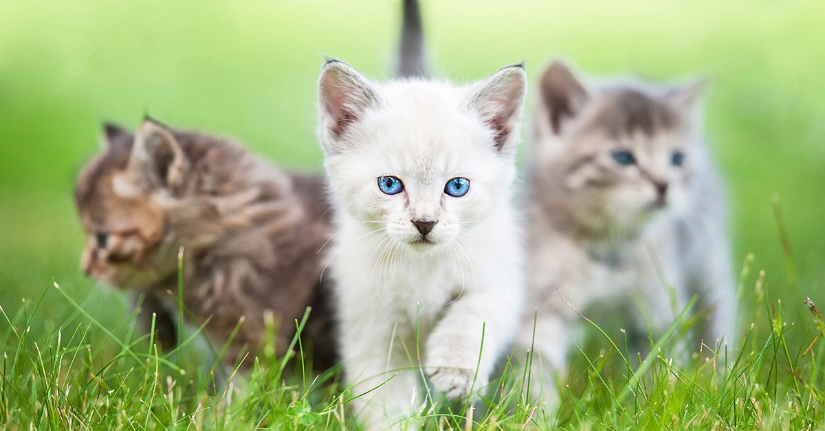 Cosa fanno i gatti quando non ci siamo: un’incursione nel loro mondo