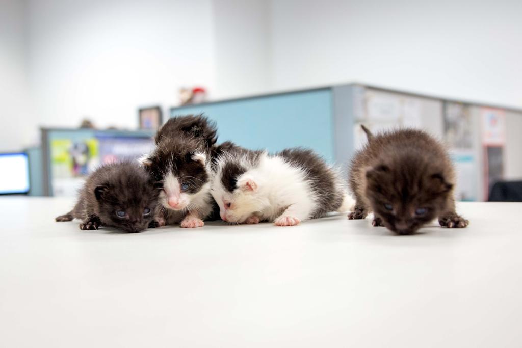 Cuccioli di gatto appena nati