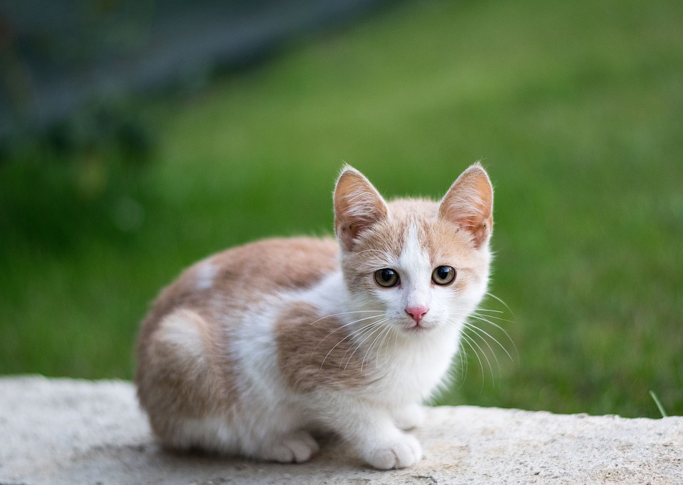 Cucciolo di gatto su un muretto