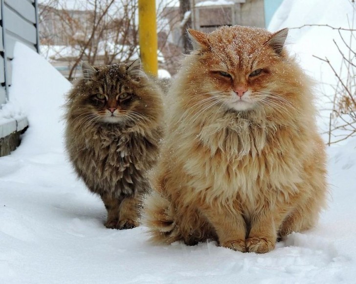 Due esemplari di gatti siberiani