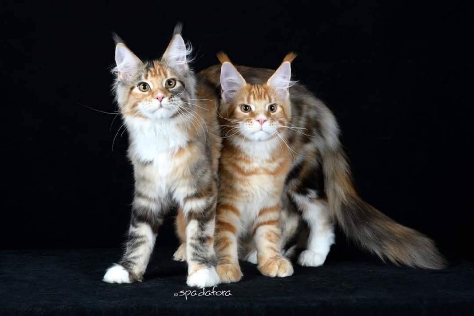 Due gatti Maine Coon