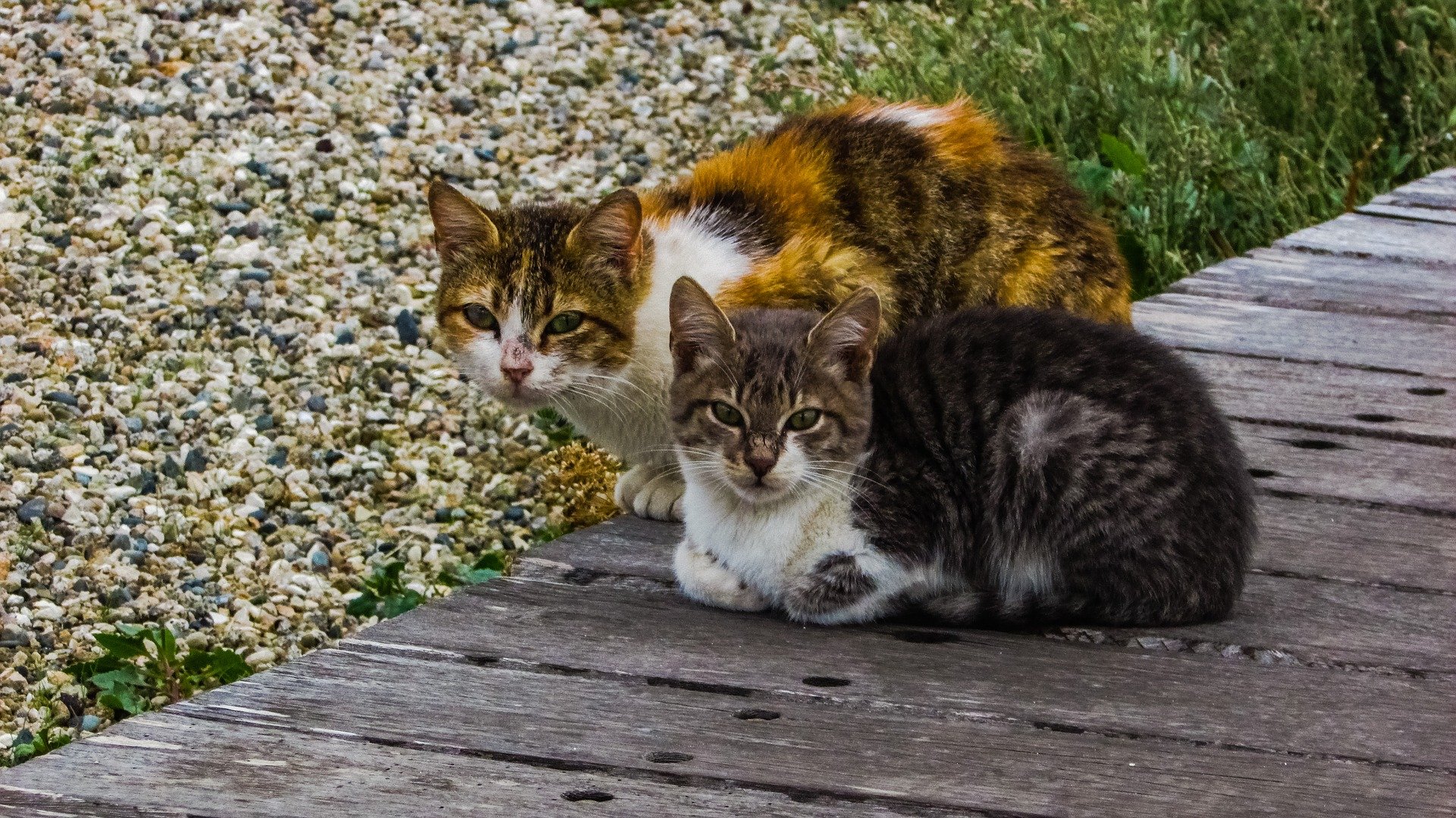 Due gatti accucciati