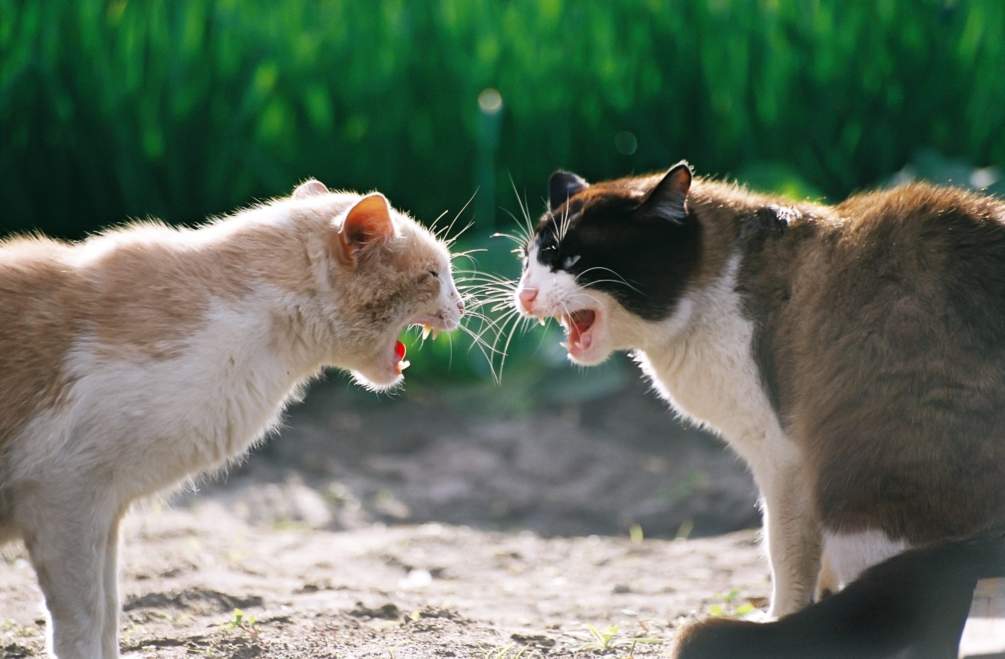 Due gatti che litigano