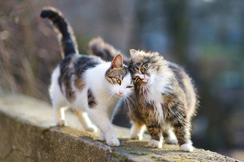 Due gatti su un muretto