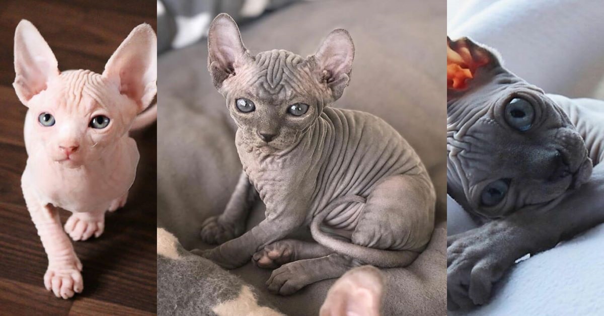 Gatto Sphynx, tutte le immagini