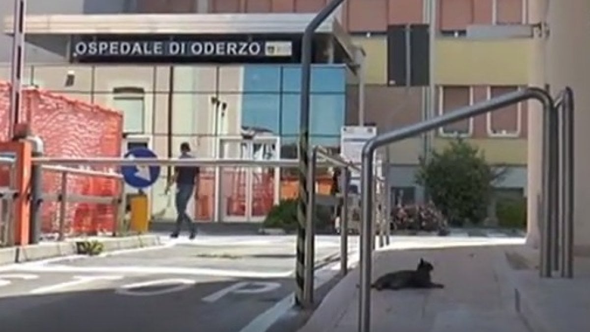 Gatta che attende il padrone fuori dall'ospedale