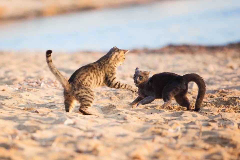 Gatti che giocano in spiaggia