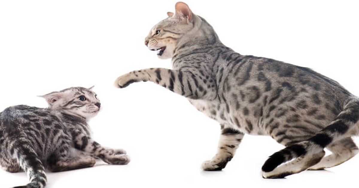 Convivenza tra gatti: cosa fare se litigano?