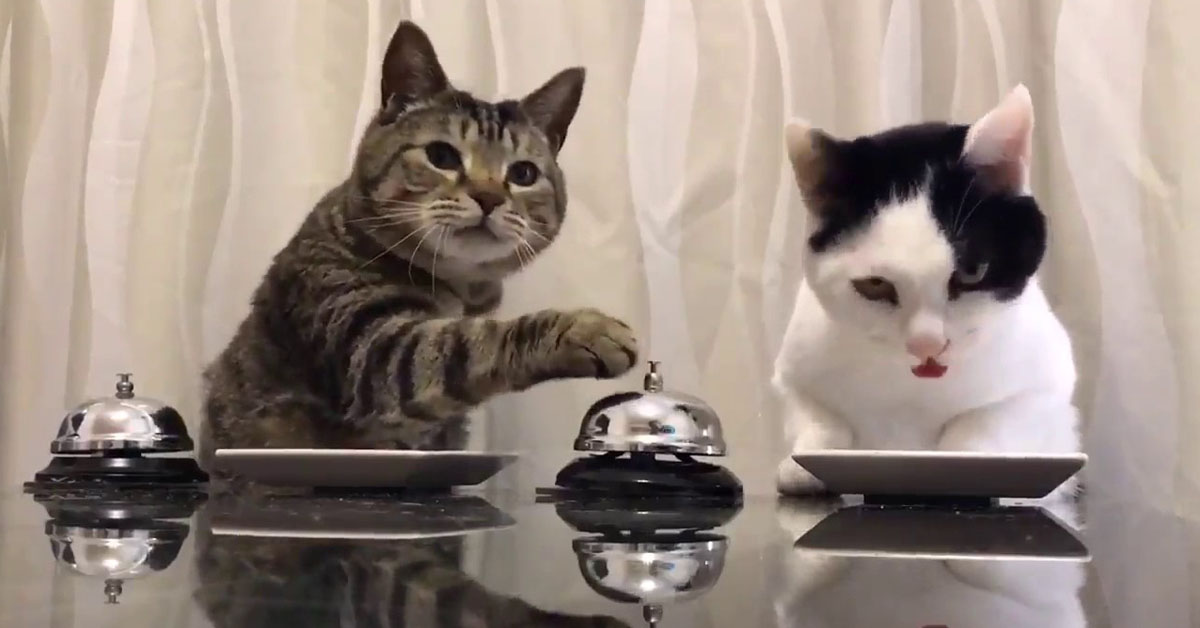 Gatti suonano campanello per mangiare: il video divertente