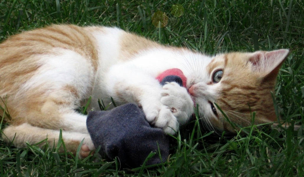 Gattino che gioca con un calzino