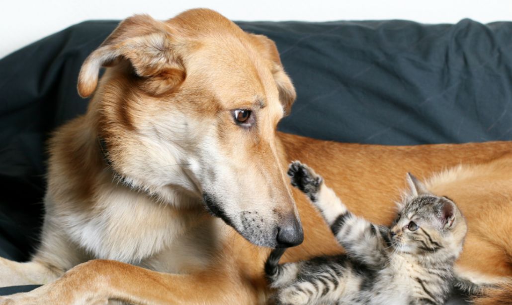 Gattino che gioca con un cane