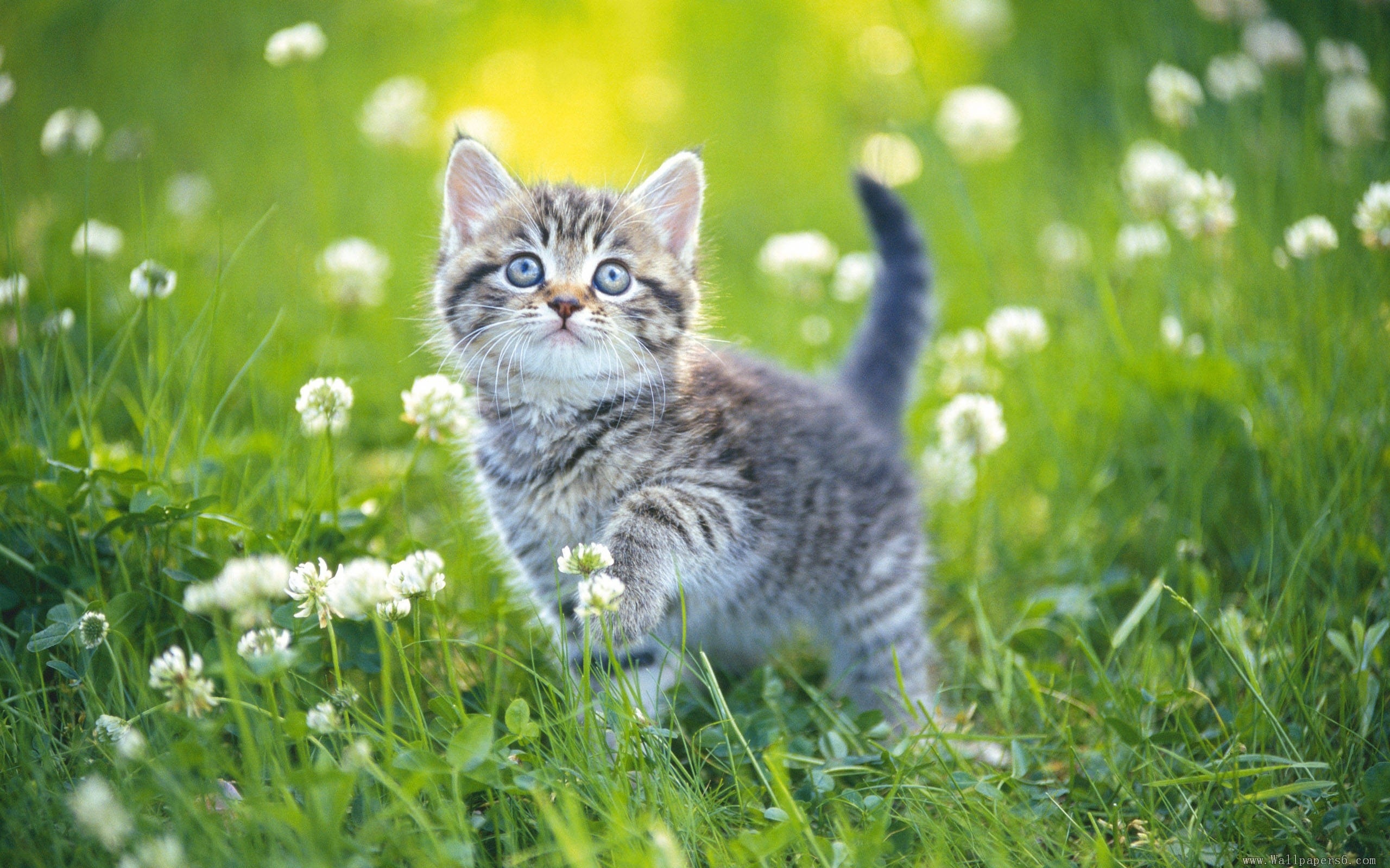 Gattino tra i fiori