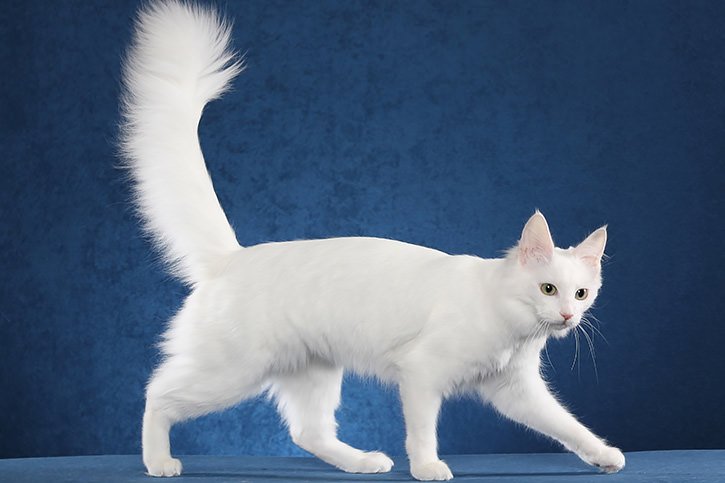 Gatto Angora Turco