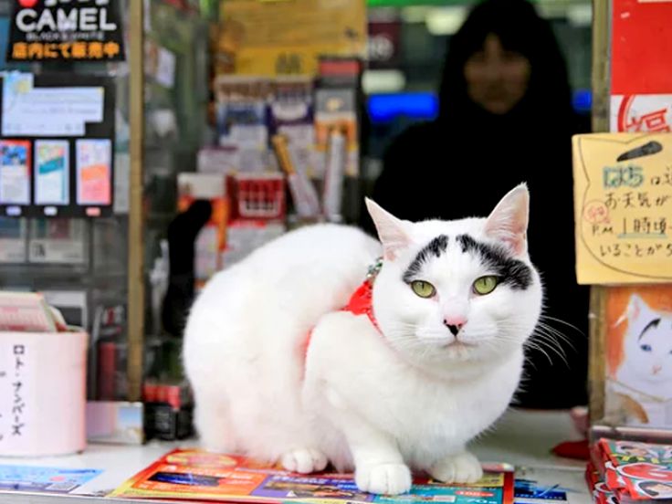 Gatto Hachi bianco