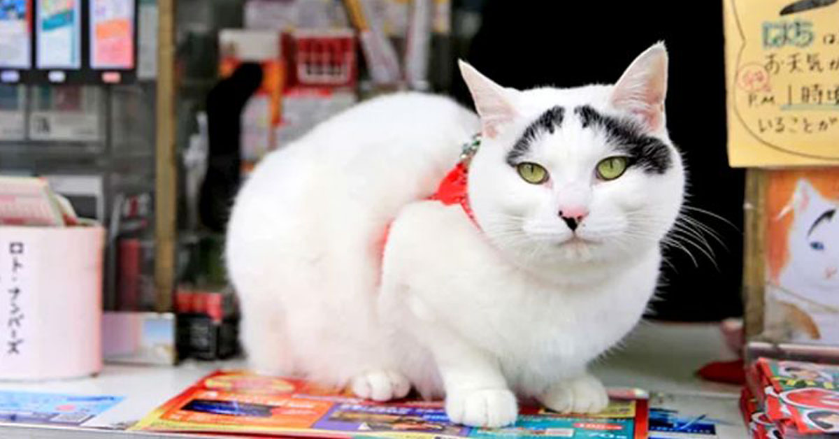 Il Gatto Hachi considerato un vero e proprio portafortuna in Giappone, ecco la sua storia