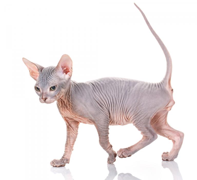 Gatto Sphynx
