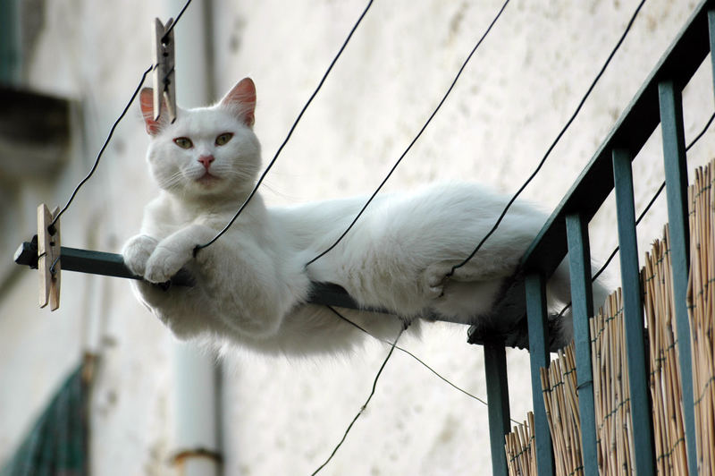 Gatto affacciato ad un balcone