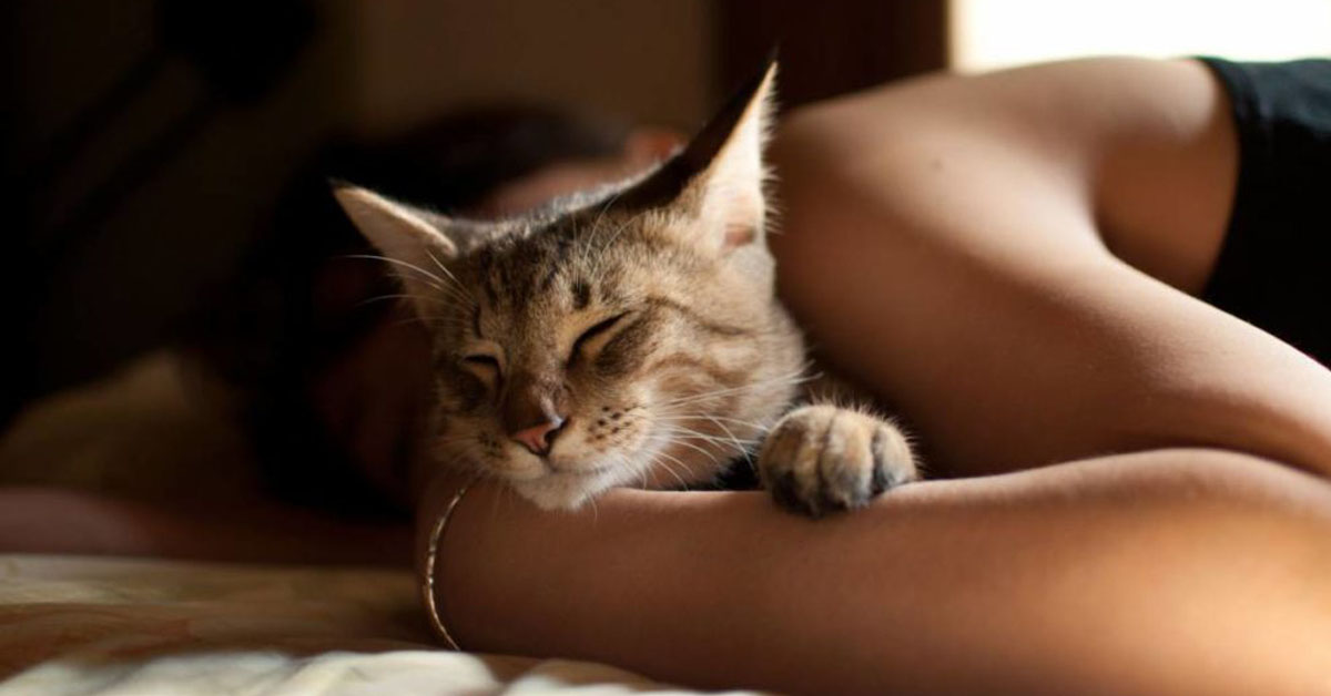 Gatti contro l’insonnia: secondo la scienza ci aiutano a dormire meglio