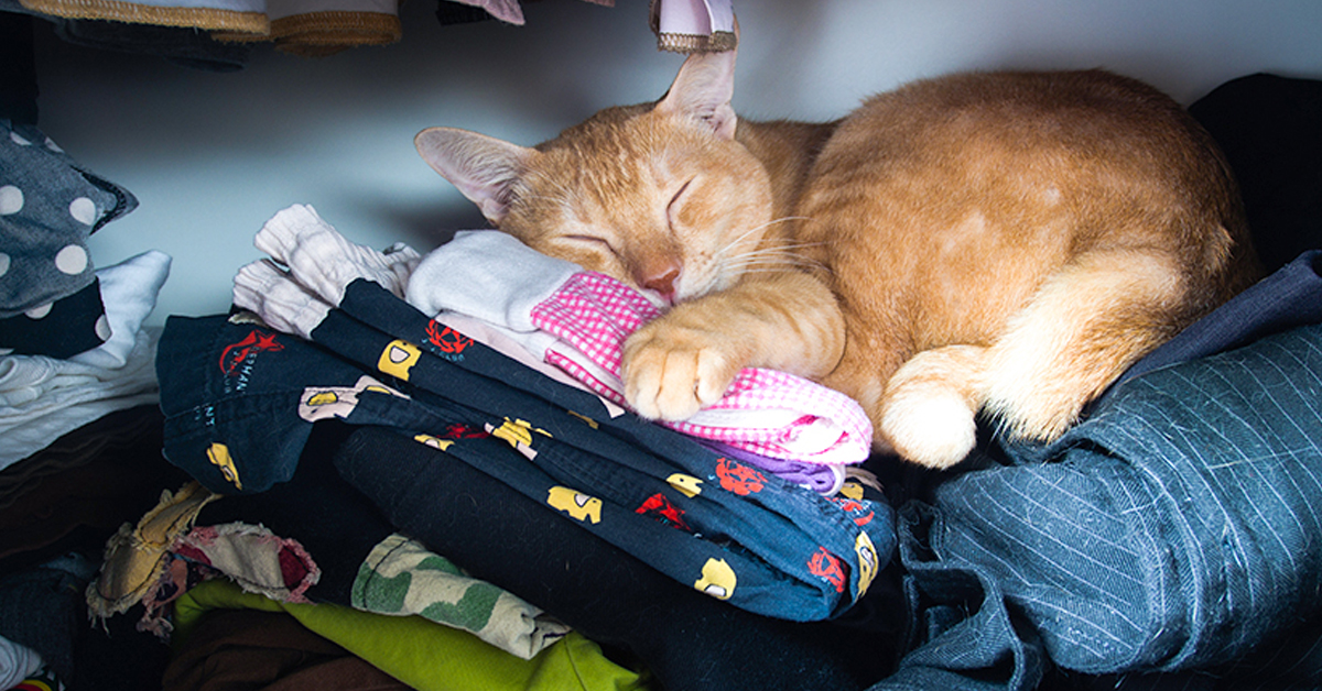 Perché i gatti adorano dormire sui vestiti?