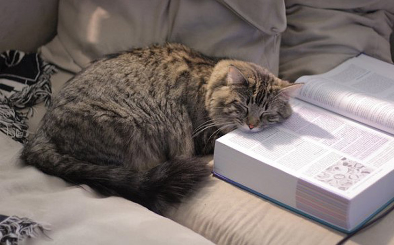 Gatto che dorme sopra un libro