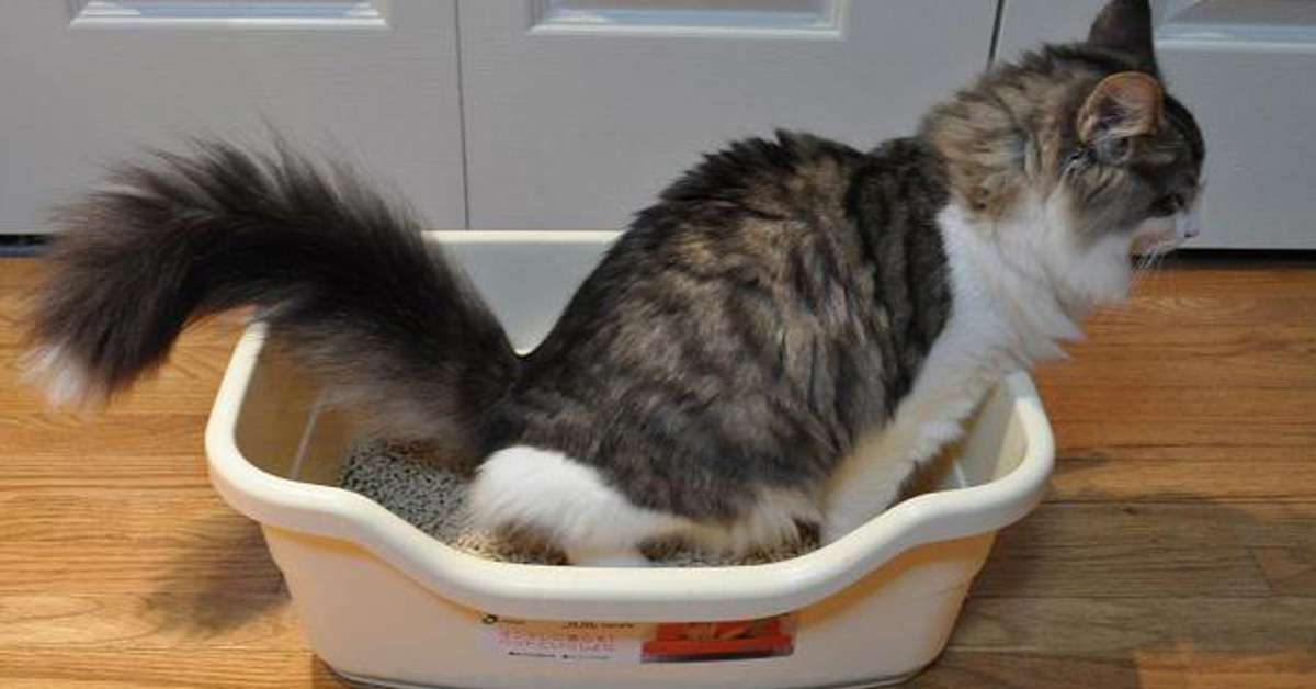 Colore delle feci del gatto: quando sono sane e quando no