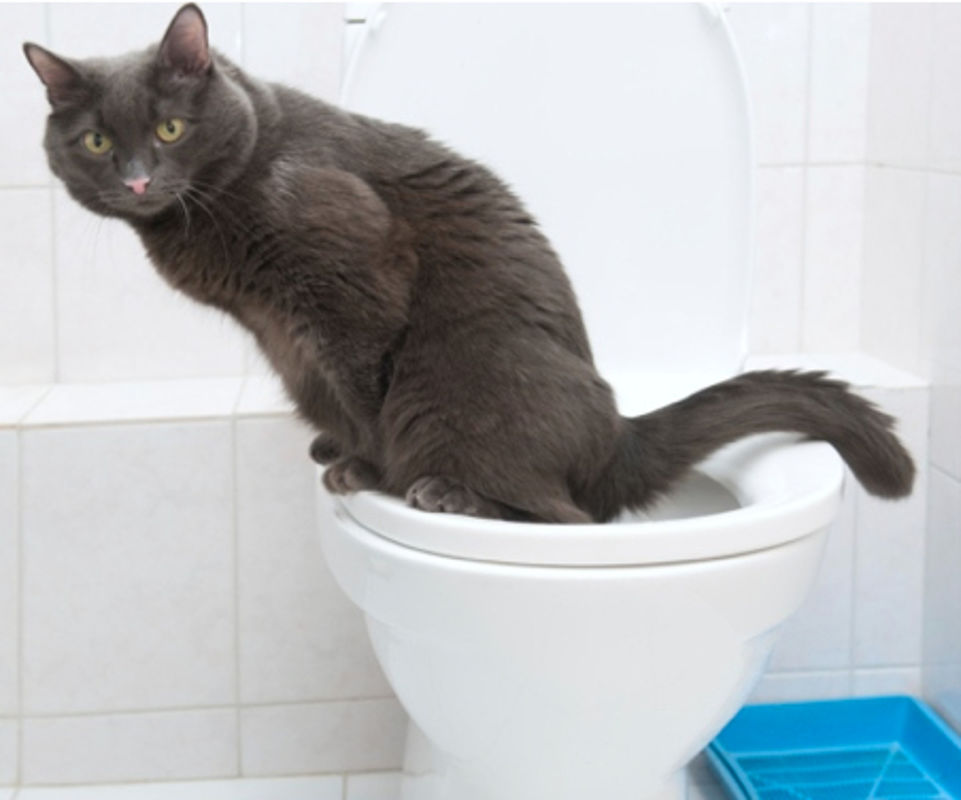 Gatto che fa i bisogno in un WC