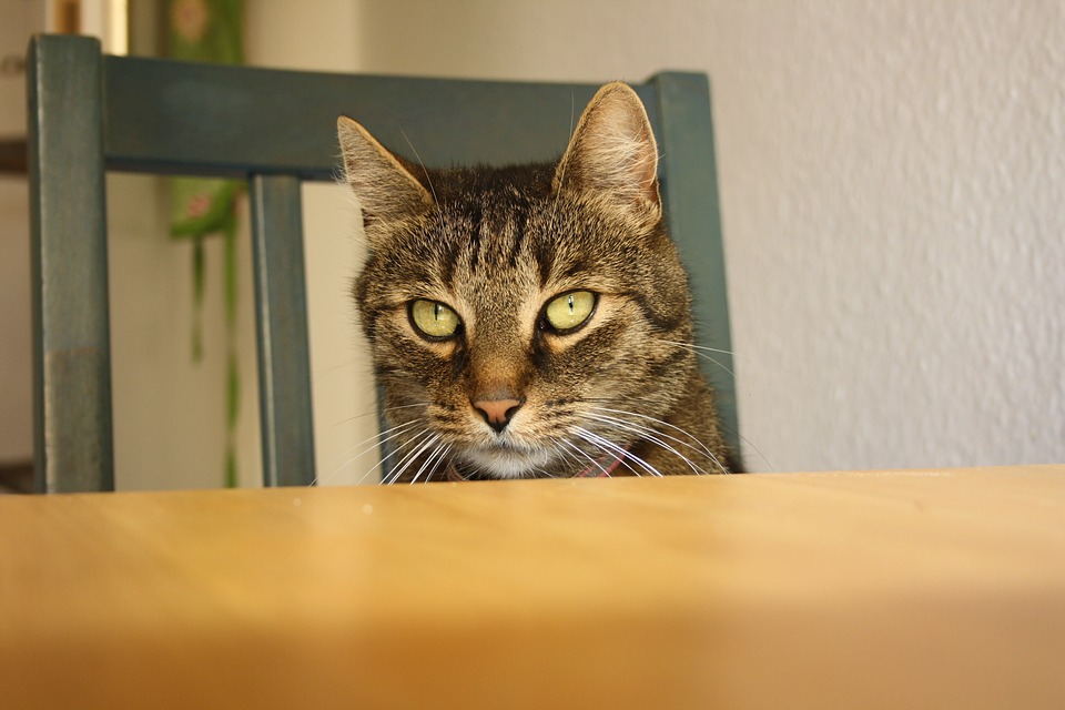 Gatto che guarda un tavolo