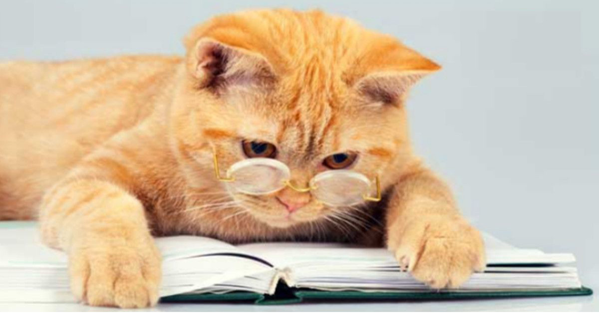 Gatto che legge un libro