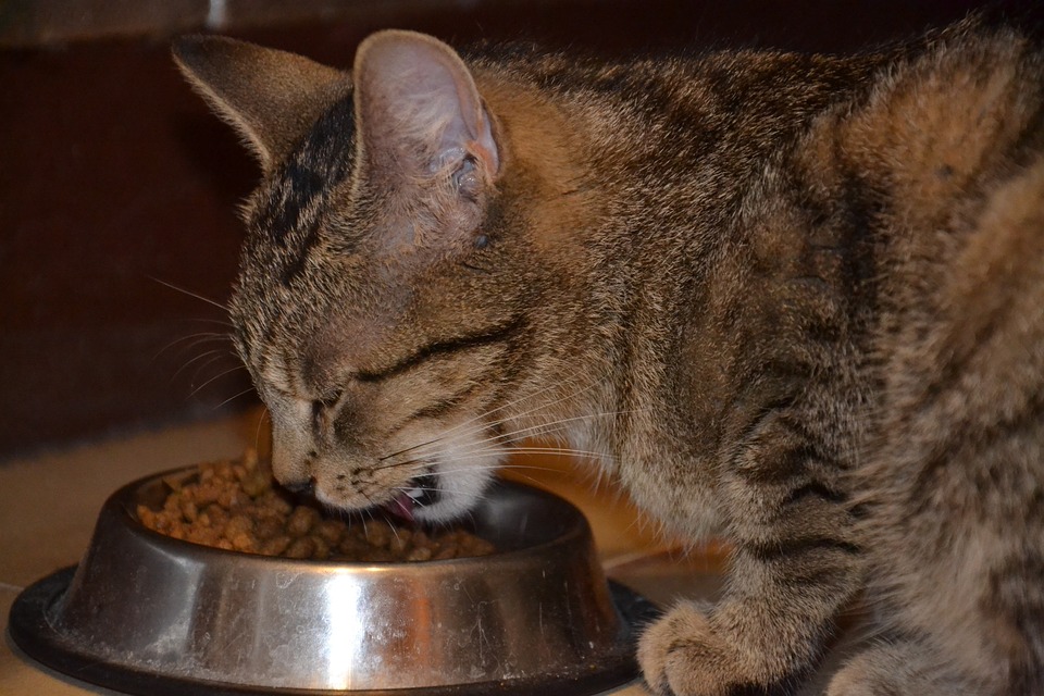 Gatto che mangia