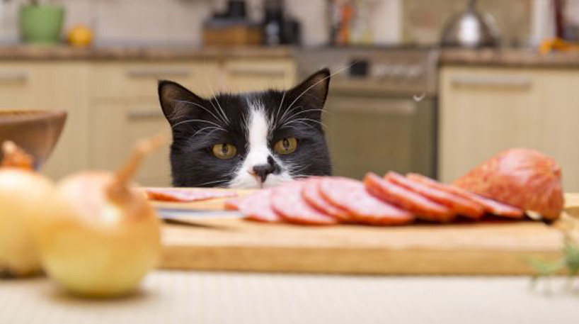 Gatto che osserva del cibo