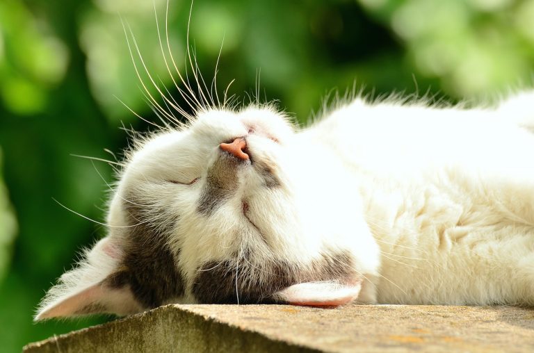 Gatto che prende il sole