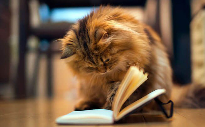 Gatto che sfoglia un libro