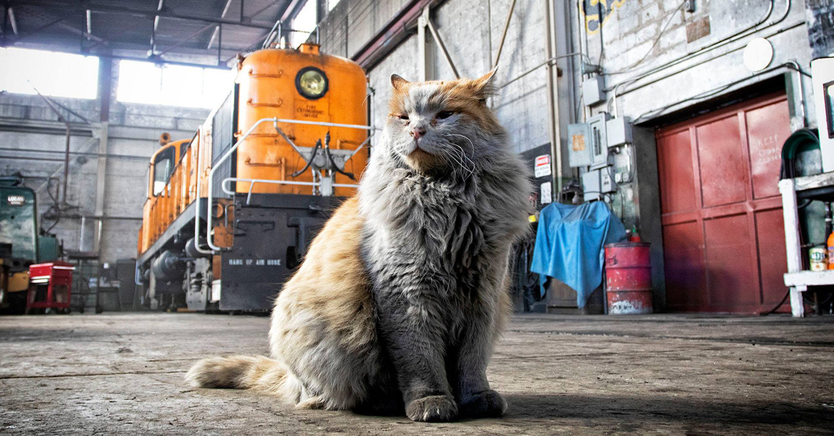 Dirt, il gatto che vive in una stazione e che attrae turisti da tutto il mondo