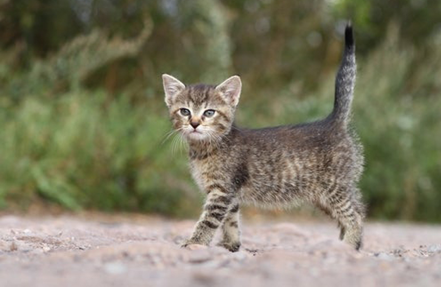 Gatto con coda all'insù