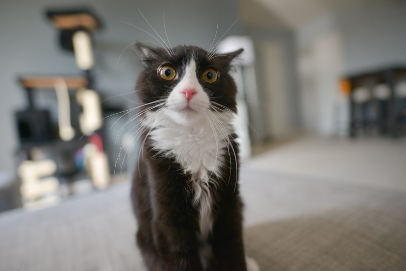 Gatto con lo sguardo colpevole