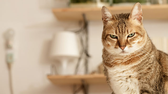 Gatto con uno sguardo arrabbiato