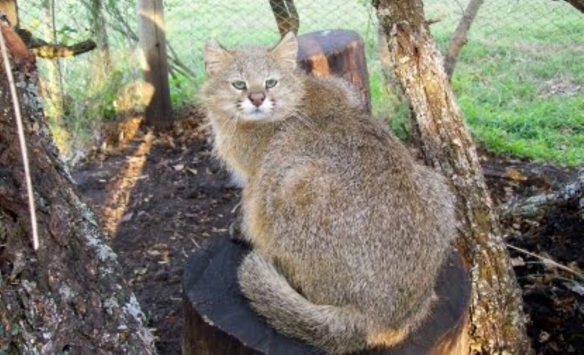 Gatto-delle-Pampas-seduto-su-roccia